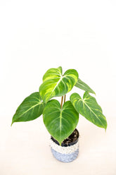 Philodendron gloriosum